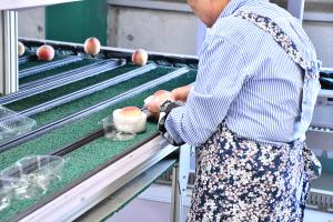 作業員が桃にフルーツキャップを被せる