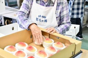 作業員が桃を箱詰めする