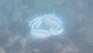 2匹のシリヤケイカ