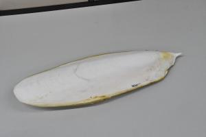 本物のコウイカの甲羅の見本