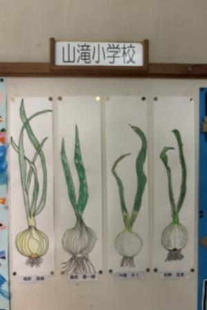山滝小