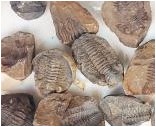 三葉虫の化石