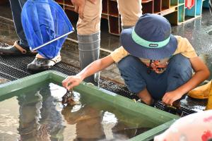 魚を触るこども