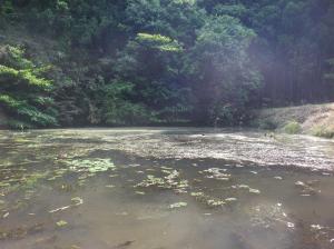山の池