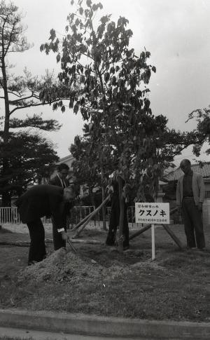 市の木クスノキ記念植樹