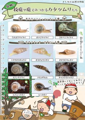 校庭や庭で見つかるカタツムリ