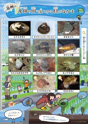 水田や川で見つかる貝のなかま