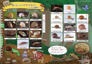 森で見つかるカタツムリとその仲間たち