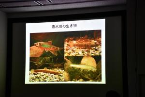 スライドに映る春木川の生き物