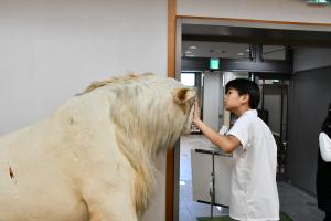 剥製をさわる男子児童