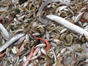 漁獲物