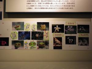 身近な植物写真