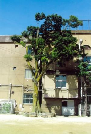 中央小学校のエノキ