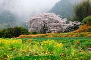 塔原町のサクラ