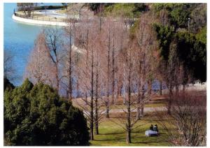 蜻蛉池公園のメタセコイア