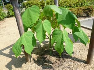 6月撮影　アオギリ１