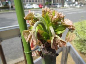 アオギリ1