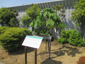 あおぎり１