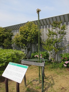 あおぎり1