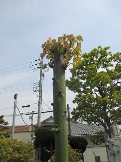 あおぎり2