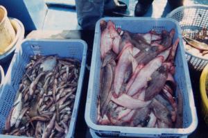 大阪湾の魚