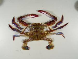 ワタリガニ・ガザミ