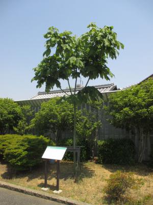 被爆アオギリ2017