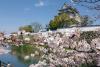 岸和田城の桜