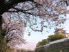 岸和田城の桜