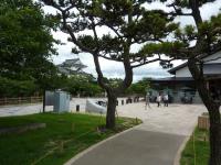 二ノ丸広場のマツ林