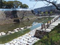 春を待つ岸和田城の桜道