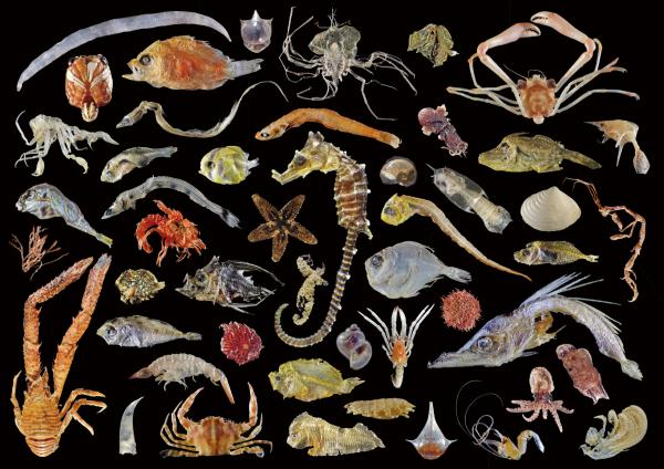 チリメンモンスターにみられる生き物たち