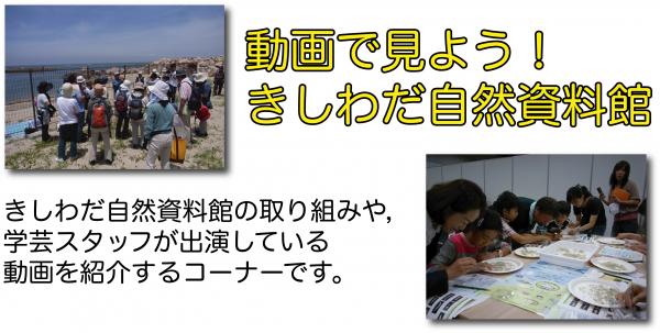 自然資料館の取り組みや学芸員スタッフの出演する動画を紹介するコーナーです
