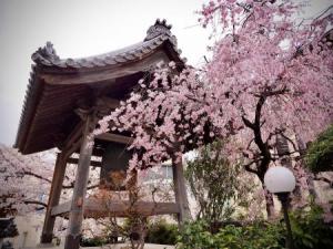 正覚寺の鐘楼と枝垂れ桜
