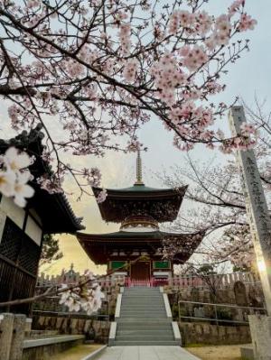 久米田寺の多宝塔