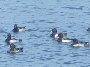 キンクロハジロ