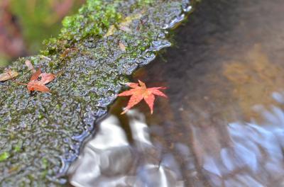 水面ともみじ