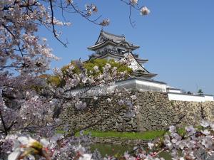 岸和田城と桜