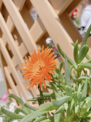 オレンジ色のマツバギクの花が咲いています