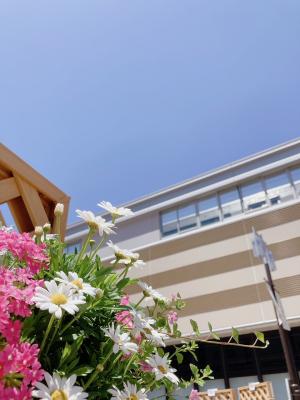 お花のアップと空との写真
