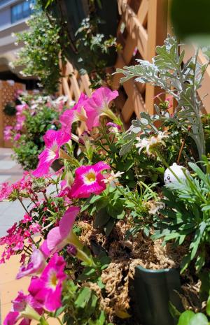 お花のアップの写真