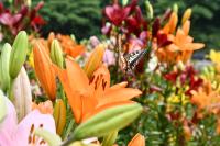 オレンジのユリにとまるアゲハチョウ