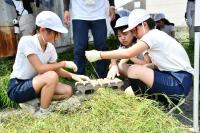 7月に竹の枝葉で産卵床を作った時の様子