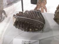 ナウマンゾウ化石