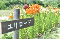 ユリロードと書かれた案内板とユリの花