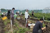 畑で収穫する様子