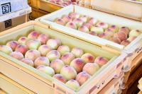出荷作業前の箱に並ぶ桃