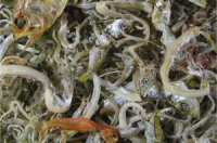 チリメンモンスター写真1