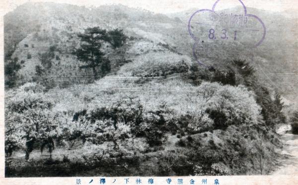 泉州金熊寺　梅林下ノ澤ノ景