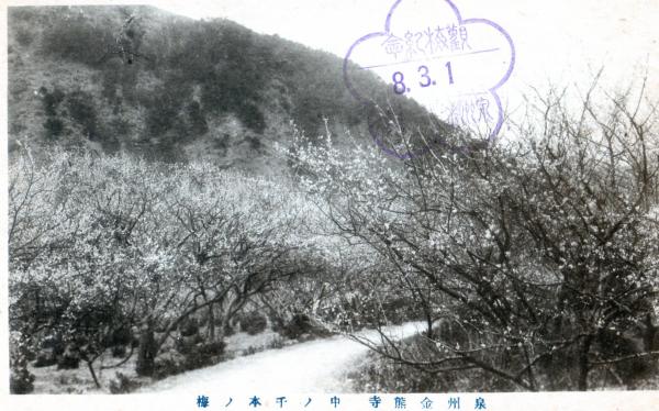 泉州金熊寺　中ノ千本ノ梅